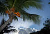 Pink Sands Resort 